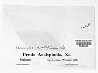 Uromyces asclepiadis image